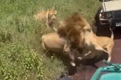 lol季中赛-包含雄狮主控展现组织能力，率队摘取胜利果实的词条